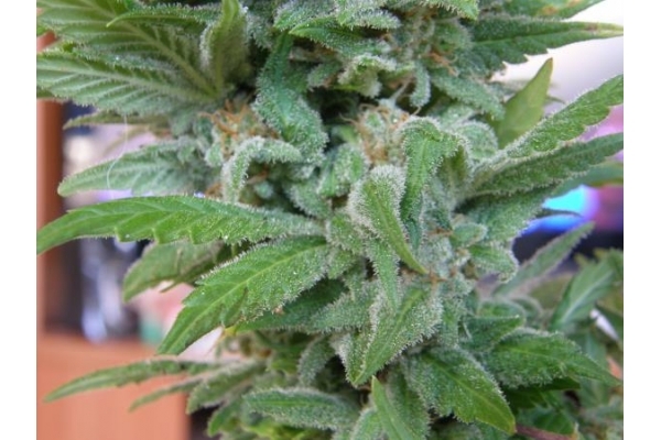 Brooklyn Mango (Dr. Underground) feminizada