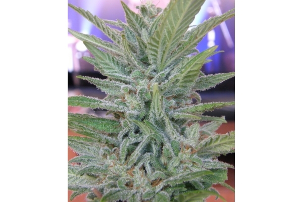 Brooklyn Mango (Dr. Underground) feminizada