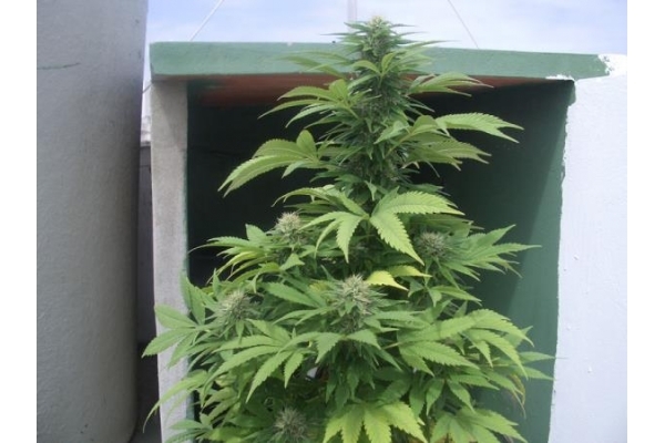 Auto Melon Gum (Dr. Underground) feminizada Auto Melon Gum (Dr. Underground) feminizada