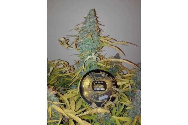 King's Kush Autoflowering (Greenhouse Seeds) feminizada