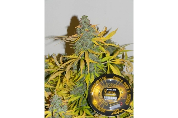 King's Kush Autoflowering (Greenhouse Seeds) feminizada
