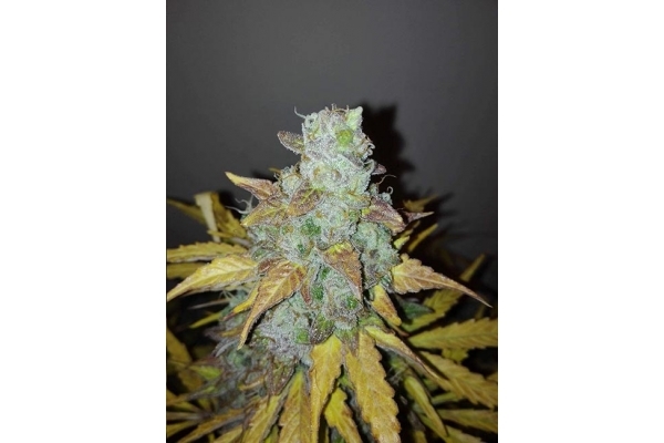King's Kush Autoflowering (Greenhouse Seeds) feminizada
