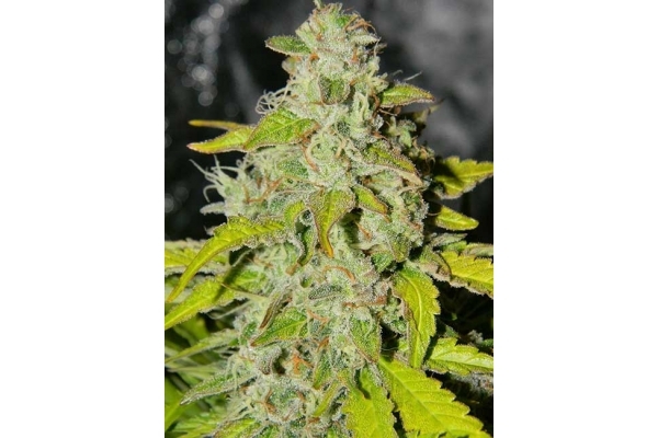 King's Kush Autoflowering (Greenhouse Seeds) feminizada
