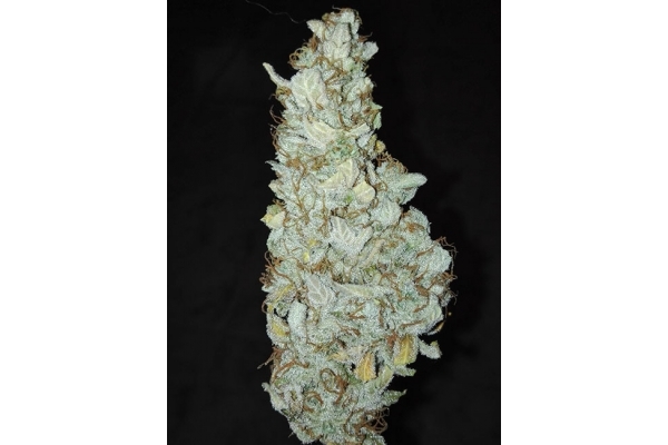 King's Kush Autoflowering (Greenhouse Seeds) feminizada
