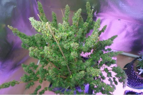 Auto Mazar (Dutch Passion) feminizada