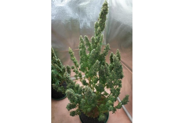 Auto Mazar (Dutch Passion) feminizada