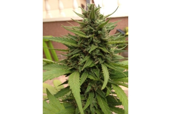 Auto Blueberry (Dutch Passion) feminizada Auto Blueberry (Dutch Passion) feminizada