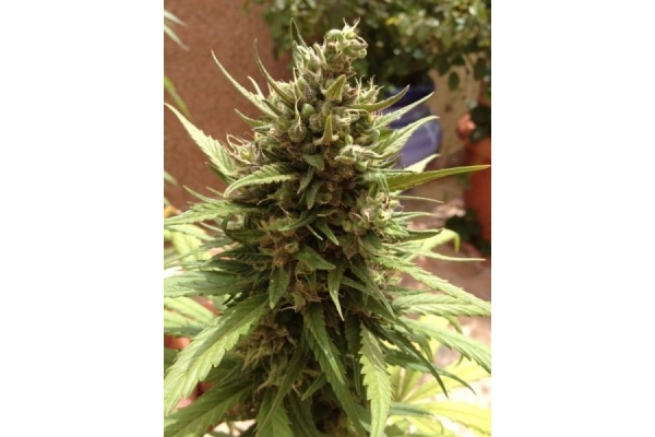 Auto Blueberry (Dutch Passion) feminizada Auto Blueberry (Dutch Passion) feminizada