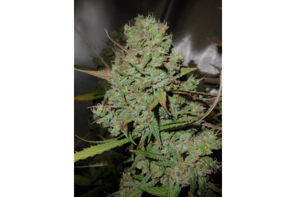 Auto Blueberry (Dutch Passion) feminizada Auto Blueberry (Dutch Passion) feminizada