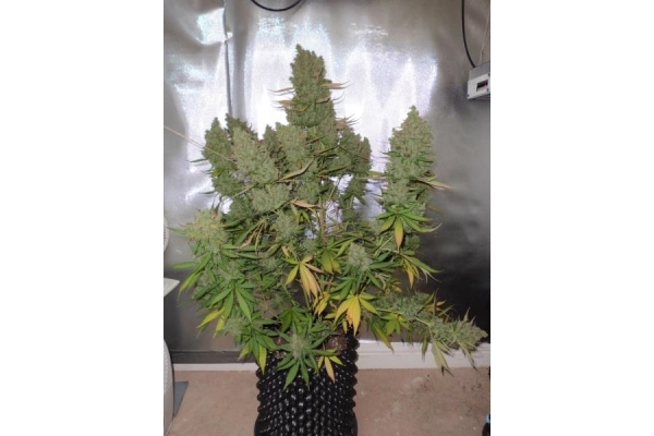 Auto Blueberry (Dutch Passion) feminizada Auto Blueberry (Dutch Passion) feminizada
