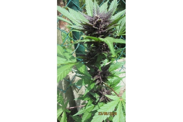Blackberry Auto (FastBuds) feminizada