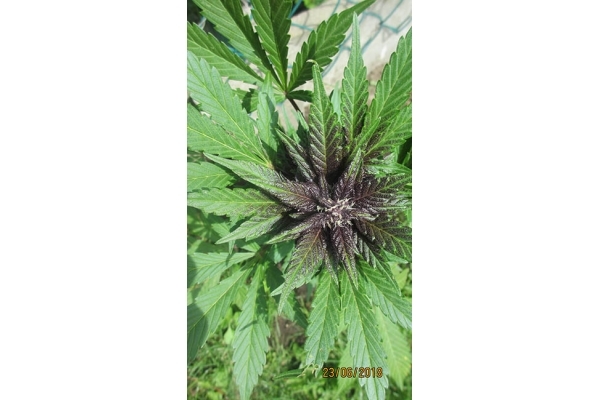 Blackberry Auto (FastBuds) feminizada