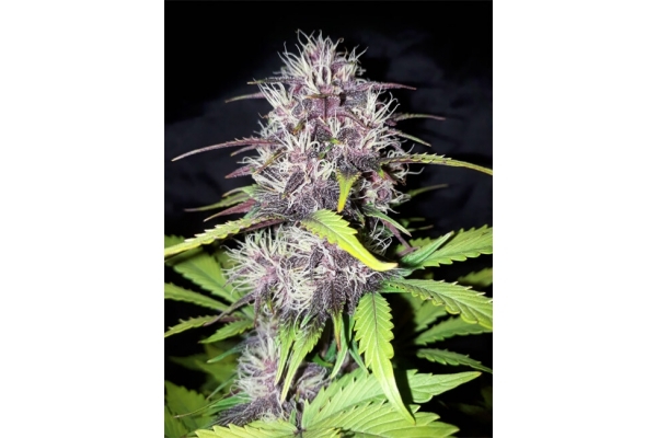 Blackberry Auto (FastBuds) feminizada