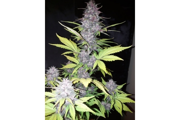 Blackberry Auto (FastBuds) feminizada