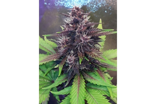 Blackberry Auto (FastBuds) feminizada