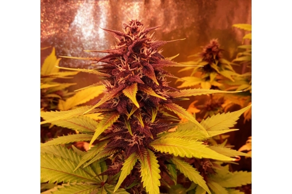 Blackberry Auto (FastBuds) feminizada