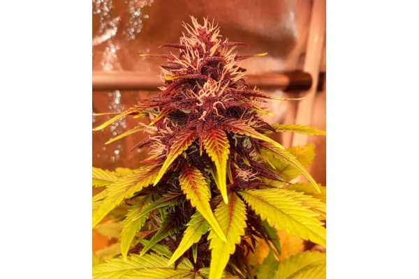 Blackberry Auto (FastBuds) feminizada