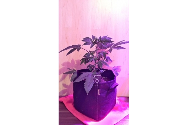Royal Cookies (Royal Queen Seeds) feminizada Royal Cookies (Royal Queen Seeds) feminizada