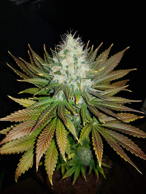 Bona Dea CBD (Vision Seeds) feminizada