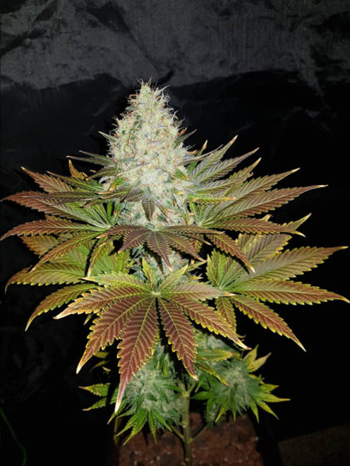 Bona Dea CBD (Vision Seeds) feminizada