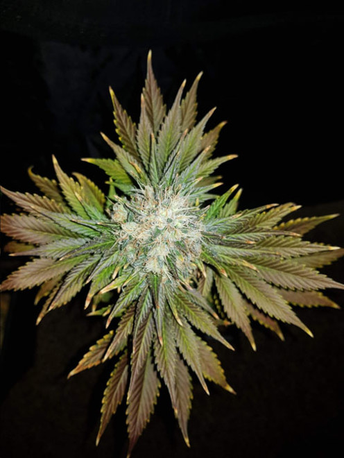 Bona Dea CBD (Vision Seeds) feminizada