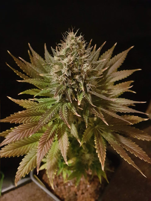Bona Dea CBD (Vision Seeds) feminizada