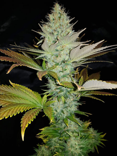Bona Dea CBD (Vision Seeds) feminizada