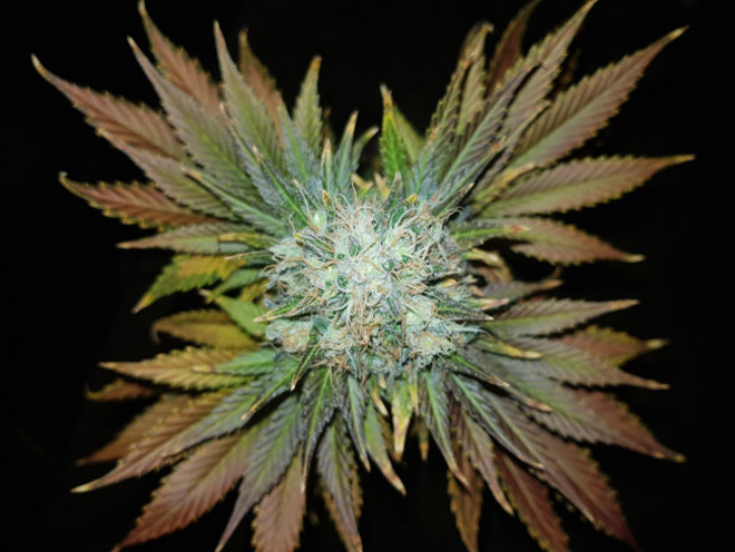 Bona Dea CBD (Vision Seeds) feminizada
