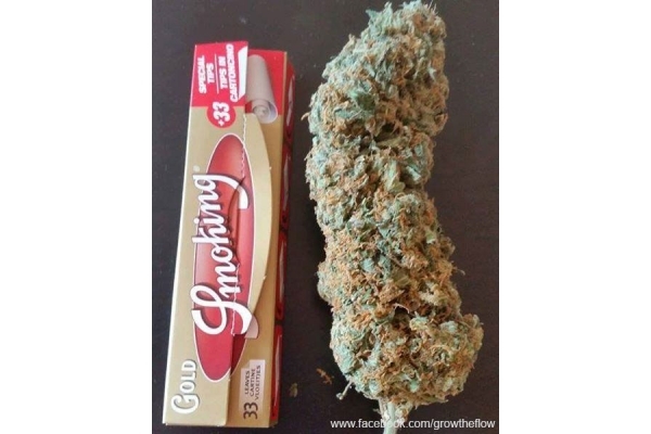 Bubblegum (Zamnesia Seeds) feminizada