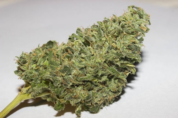 Bubblegum (Zamnesia Seeds) feminizada