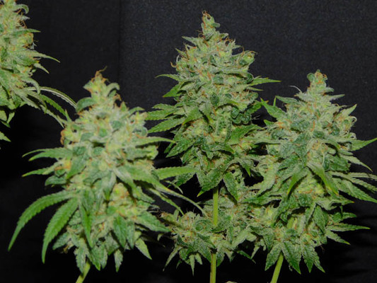 Tangie Ghost Train (Little Chief Collabs) feminizada