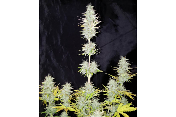 Monster Dwarf Autoflorescente (Zamnesia Seeds) feminizada