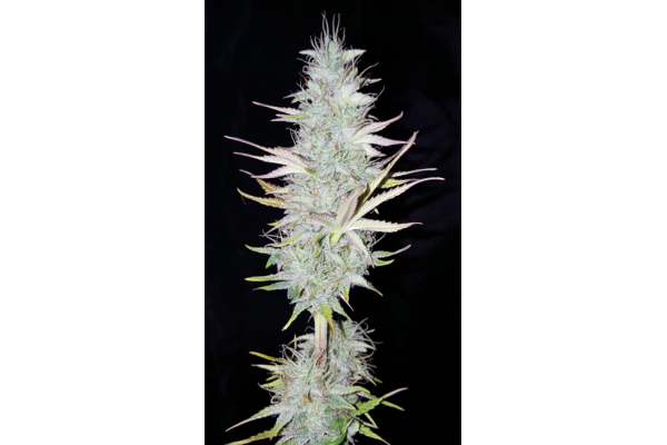 Monster Dwarf Autoflorescente (Zamnesia Seeds) feminizada