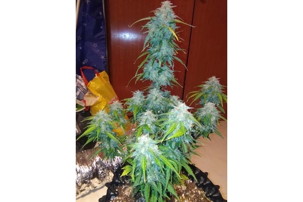 GG#4 Auto (FastBuds) feminizada