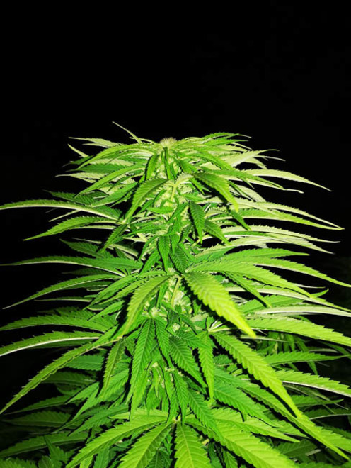 Cash Express (Zamnesia Seeds) feminizada