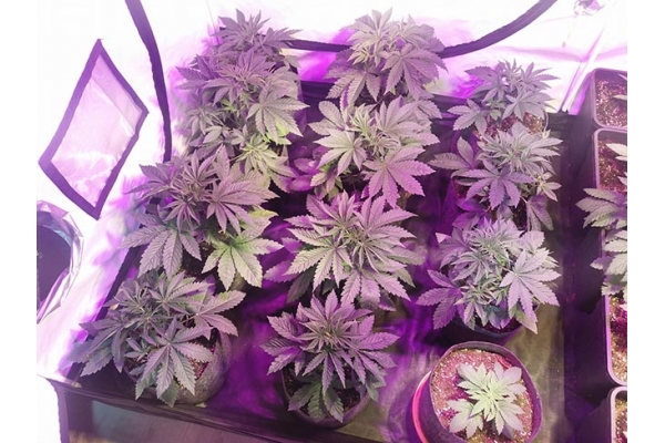 GG#4 (Zamnesia Seeds) feminizada