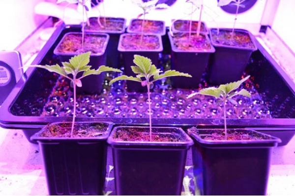 GG#4 (Zamnesia Seeds) feminizada