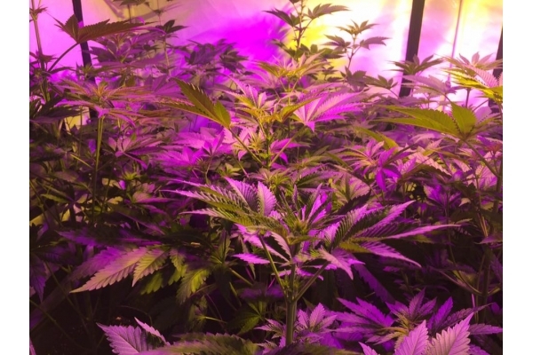 GG#4 (Zamnesia Seeds) feminizada