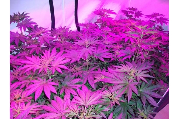 GG#4 (Zamnesia Seeds) feminizada