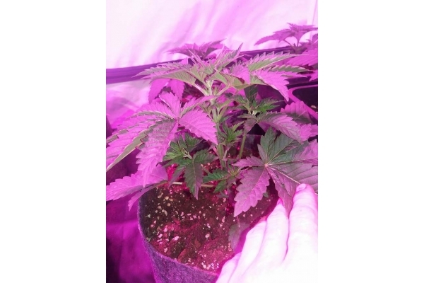 GG#4 (Zamnesia Seeds) feminizada