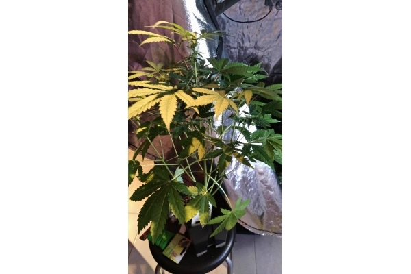 GG#4 (Zamnesia Seeds) feminizada