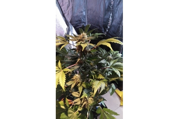 GG#4 (Zamnesia Seeds) feminizada