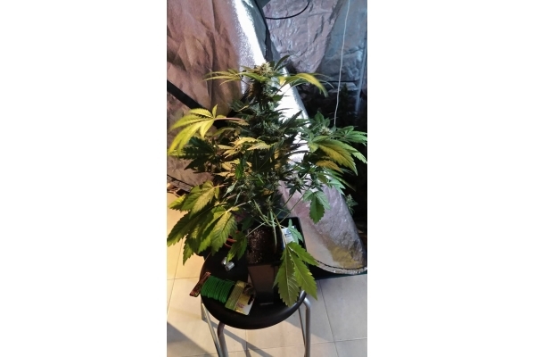 GG#4 (Zamnesia Seeds) feminizada