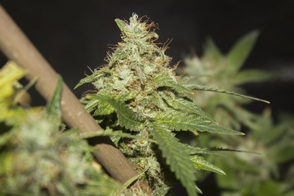 GG#4 (Zamnesia Seeds) feminizada