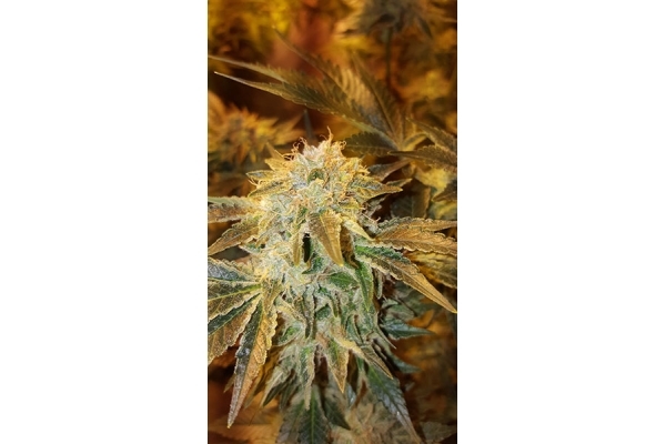 GG#4 (Zamnesia Seeds) feminizada