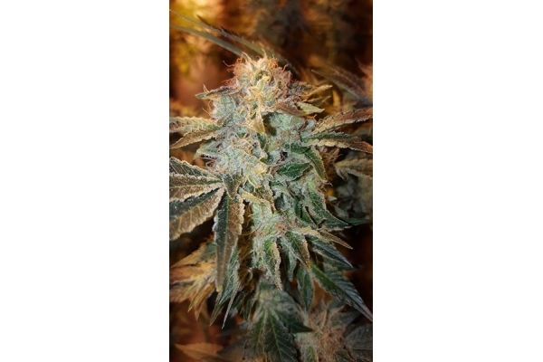 GG#4 (Zamnesia Seeds) feminizada