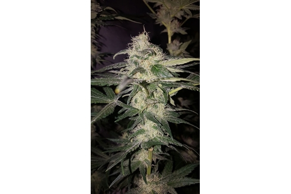 GG#4 (Zamnesia Seeds) feminizada