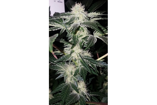 GG#4 (Zamnesia Seeds) feminizada