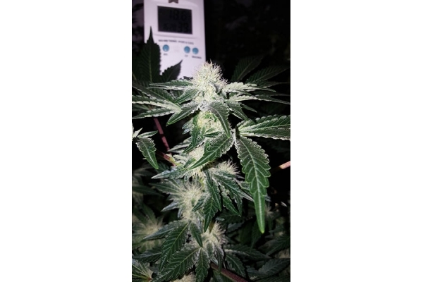 GG#4 (Zamnesia Seeds) feminizada