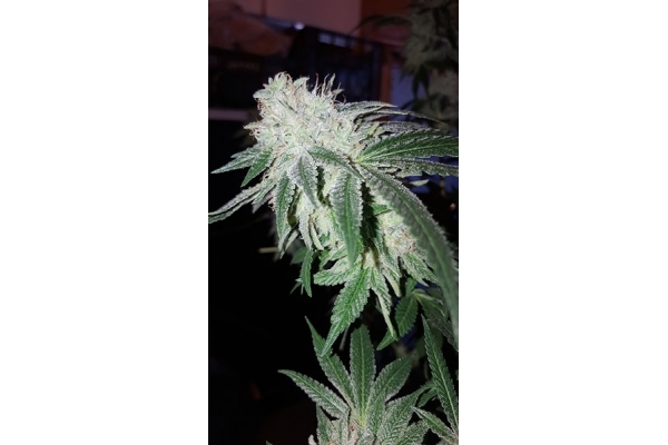 GG#4 (Zamnesia Seeds) feminizada